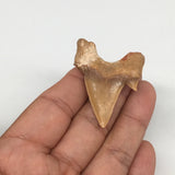 11g, 1.8"X 1.4"x 0.5" Natural Fossils Fish Shark Tooth @Morocco,MF2805