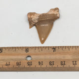 11g, 1.8"X 1.4"x 0.5" Natural Fossils Fish Shark Tooth @Morocco,MF2805