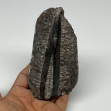 196g, 4.9"x2.6"x0.9" Fossils Orthoceras (straight horn) SQUID @Morocco, B23555