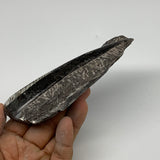 196g, 4.9"x2.6"x0.9" Fossils Orthoceras (straight horn) SQUID @Morocco, B23555