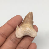 11g, 1.8"X 1.3"x 0.5" Natural Fossils Fish Shark Tooth @Morocco,MF2808
