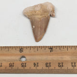 11g, 1.8"X 1.3"x 0.5" Natural Fossils Fish Shark Tooth @Morocco,MF2808