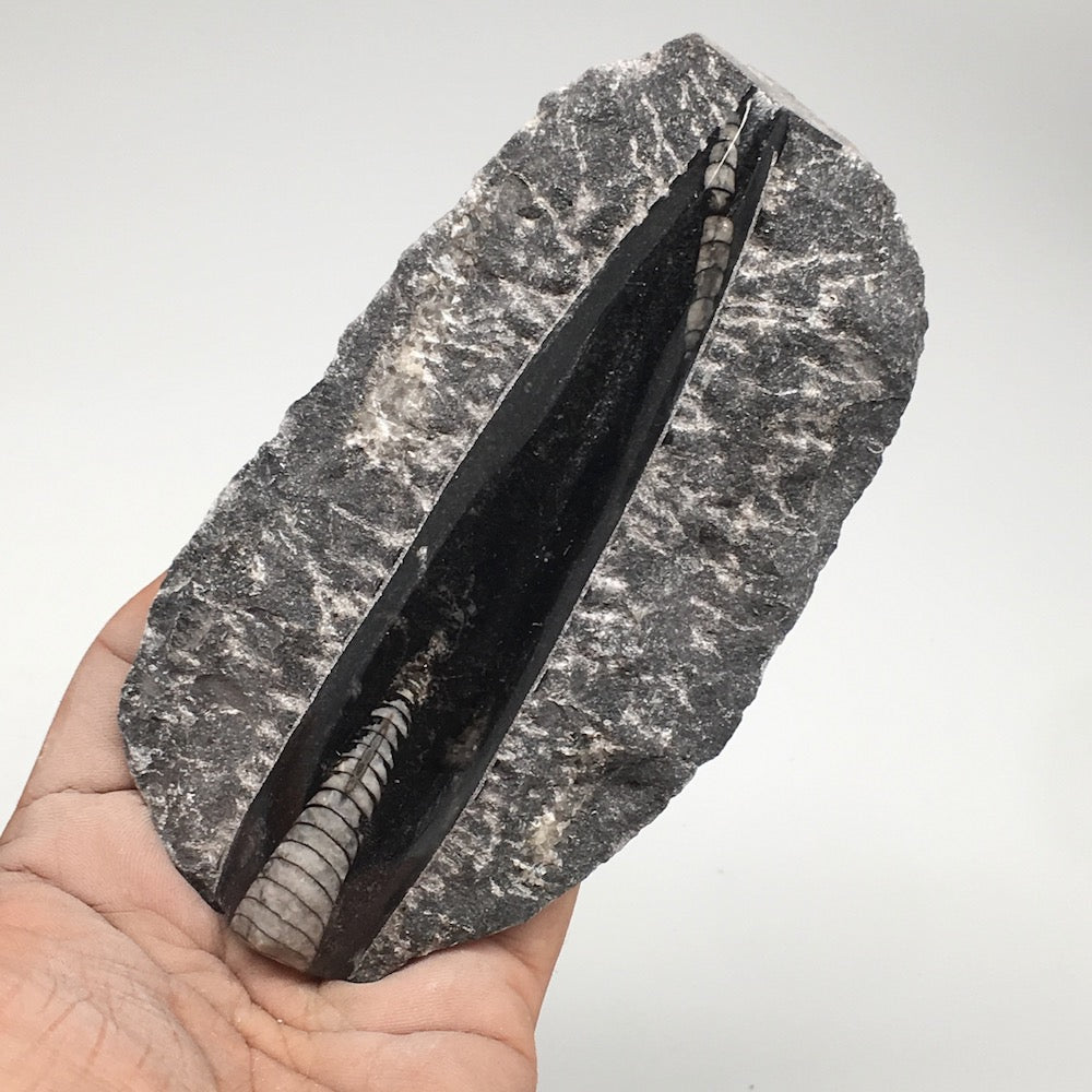 248g,5.2"x2.8"x0.9" Fossils Orthoceras (straight horn) SQUID @Morocco, MF1688