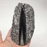 248g,5.2"x2.8"x0.9" Fossils Orthoceras (straight horn) SQUID @Morocco, MF1688