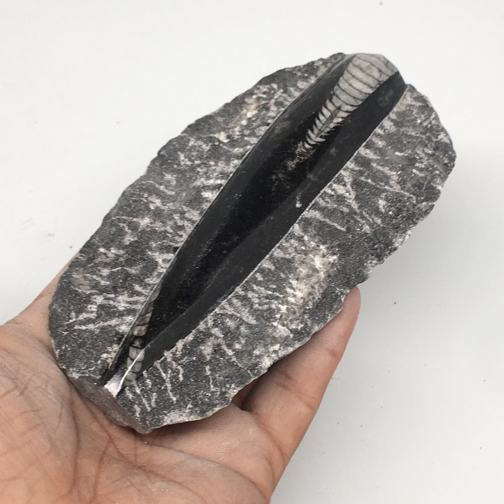 248g,5.2"x2.8"x0.9" Fossils Orthoceras (straight horn) SQUID @Morocco, MF1688