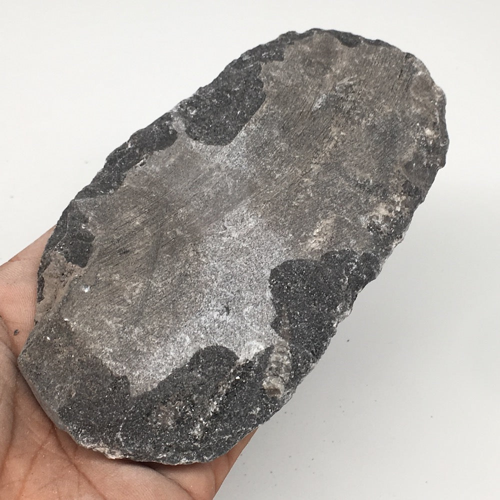 248g,5.2"x2.8"x0.9" Fossils Orthoceras (straight horn) SQUID @Morocco, MF1688