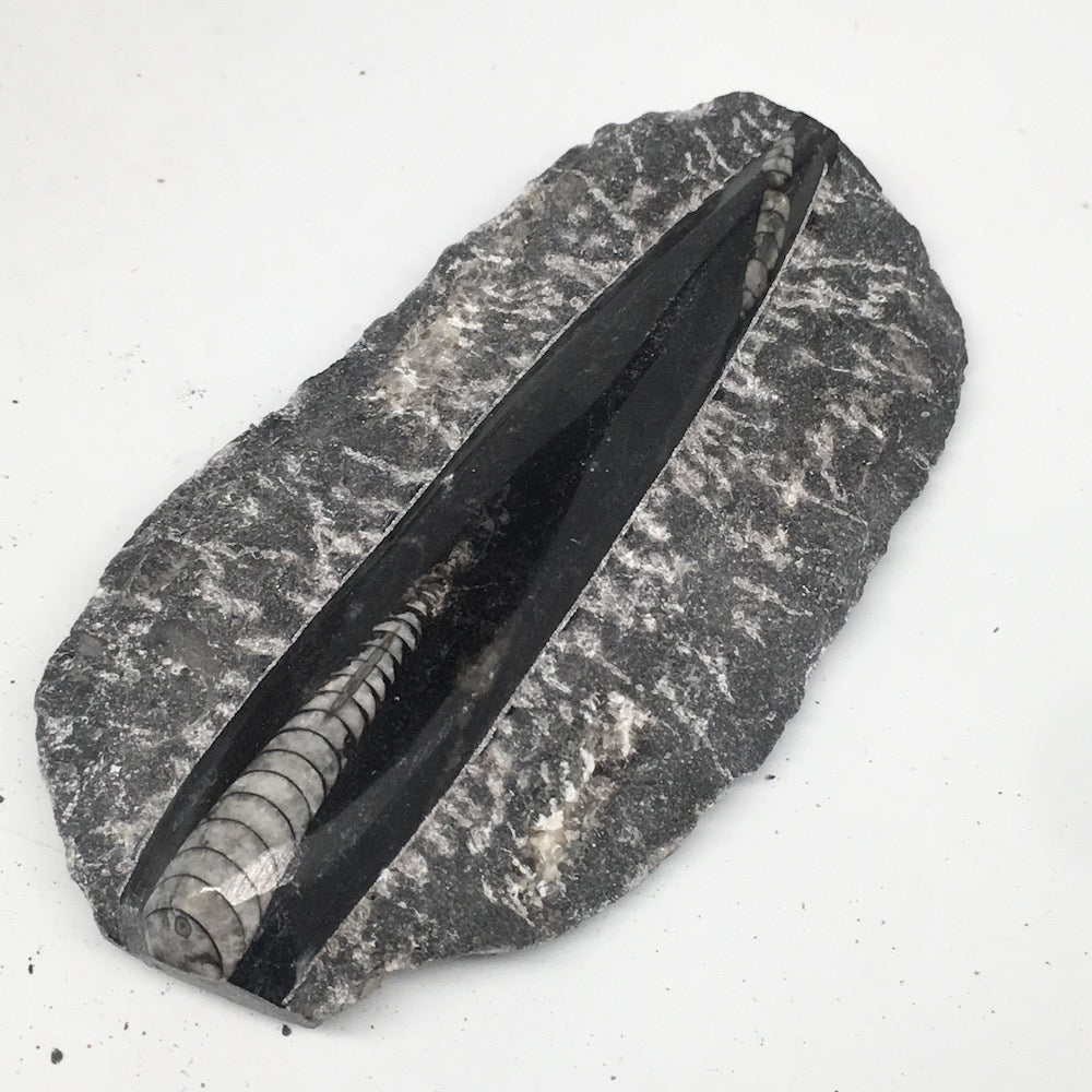 248g,5.2"x2.8"x0.9" Fossils Orthoceras (straight horn) SQUID @Morocco, MF1688