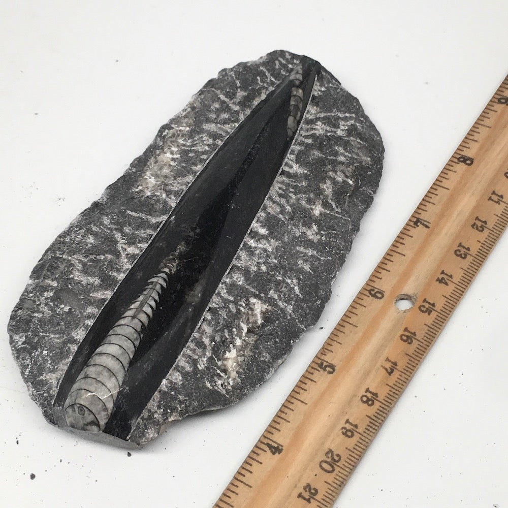 248g,5.2"x2.8"x0.9" Fossils Orthoceras (straight horn) SQUID @Morocco, MF1688