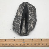 248g,5.2"x2.8"x0.9" Fossils Orthoceras (straight horn) SQUID @Morocco, MF1688