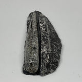 189..3g, 5.1"x2.3"x0.9" Fossils Orthoceras (straight horn) SQUID @Morocco, B2355