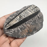 164g,3.9"x2.3"x1" Fossils Orthoceras (straight horn) SQUID @Morocco, MF1693