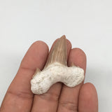 10.4g, 1.8"X 1.5"x 0.5" Natural Fossils Fish Shark Tooth @Morocco,MF2815
