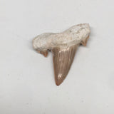 10.4g, 1.8"X 1.5"x 0.5" Natural Fossils Fish Shark Tooth @Morocco,MF2815