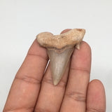 9.7g, 1.9"X 1.5"x 0.4" Natural Fossils Fish Shark Tooth @Morocco,MF2819
