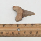 9.7g, 1.9"X 1.5"x 0.4" Natural Fossils Fish Shark Tooth @Morocco,MF2819