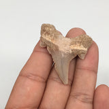 9.2g, 1.7"X 1.4"x 0.4" Natural Fossils Fish Shark Tooth @Morocco,MF2820