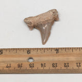 9.2g, 1.7"X 1.4"x 0.4" Natural Fossils Fish Shark Tooth @Morocco,MF2820