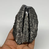 145.5g, 4.1"x2.5"x0.7" Fossils Orthoceras (straight horn) SQUID @Morocco, B23569