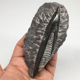 230g,4.9"x2.4"x1.2" Fossils Orthoceras (straight horn) SQUID @Morocco, MF1708