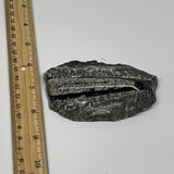 145.5g, 4.1"x2.5"x0.7" Fossils Orthoceras (straight horn) SQUID @Morocco, B23569