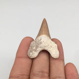 9.3g, 1.7"X 1.2"x 0.5" Natural Fossils Fish Shark Tooth @Morocco,MF2827