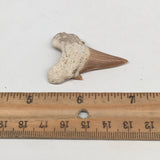 9.3g, 1.7"X 1.2"x 0.5" Natural Fossils Fish Shark Tooth @Morocco,MF2827