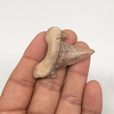 8.9g, 1.8"X 1.5"x 0.5" Natural Fossils Fish Shark Tooth @Morocco,MF2828