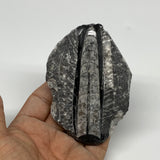 155.9g, 3.7"x2.6"x0.7" Fossils Orthoceras (straight horn) SQUID @Morocco, B23577