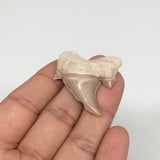 9.9g, 1.7"X 1.4"x 0.5" Natural Fossils Fish Shark Tooth @Morocco,MF2836