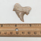 9.9g, 1.7"X 1.4"x 0.5" Natural Fossils Fish Shark Tooth @Morocco,MF2836