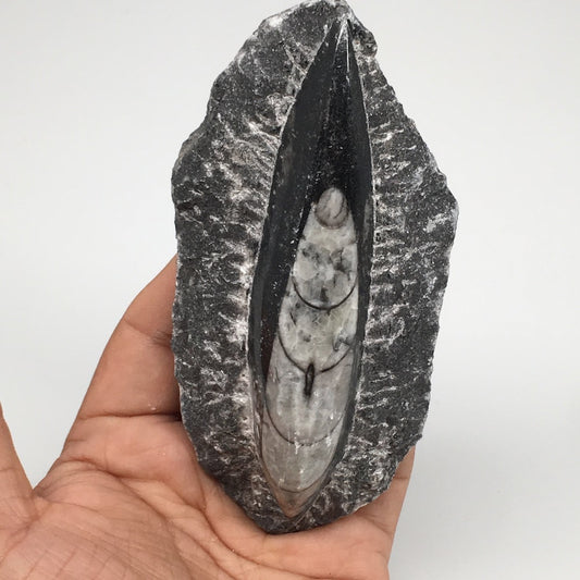 216g,4.9"x2.3"x1.2" Fossils Orthoceras (straight horn) SQUID @Morocco, MF1722