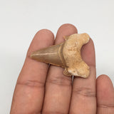 11.3g, 1.7"X 1.3"x 0.6" Natural Fossils Fish Shark Tooth @Morocco,MF2837