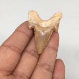 11.3g, 1.7"X 1.3"x 0.6" Natural Fossils Fish Shark Tooth @Morocco,MF2837