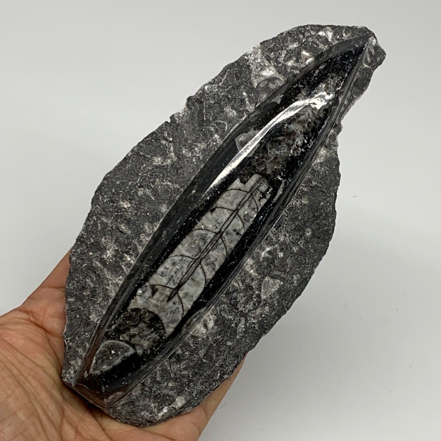 384.8g, 6"x3"x1.3" Fossils Orthoceras (straight horn) SQUID @Morocco, B23580