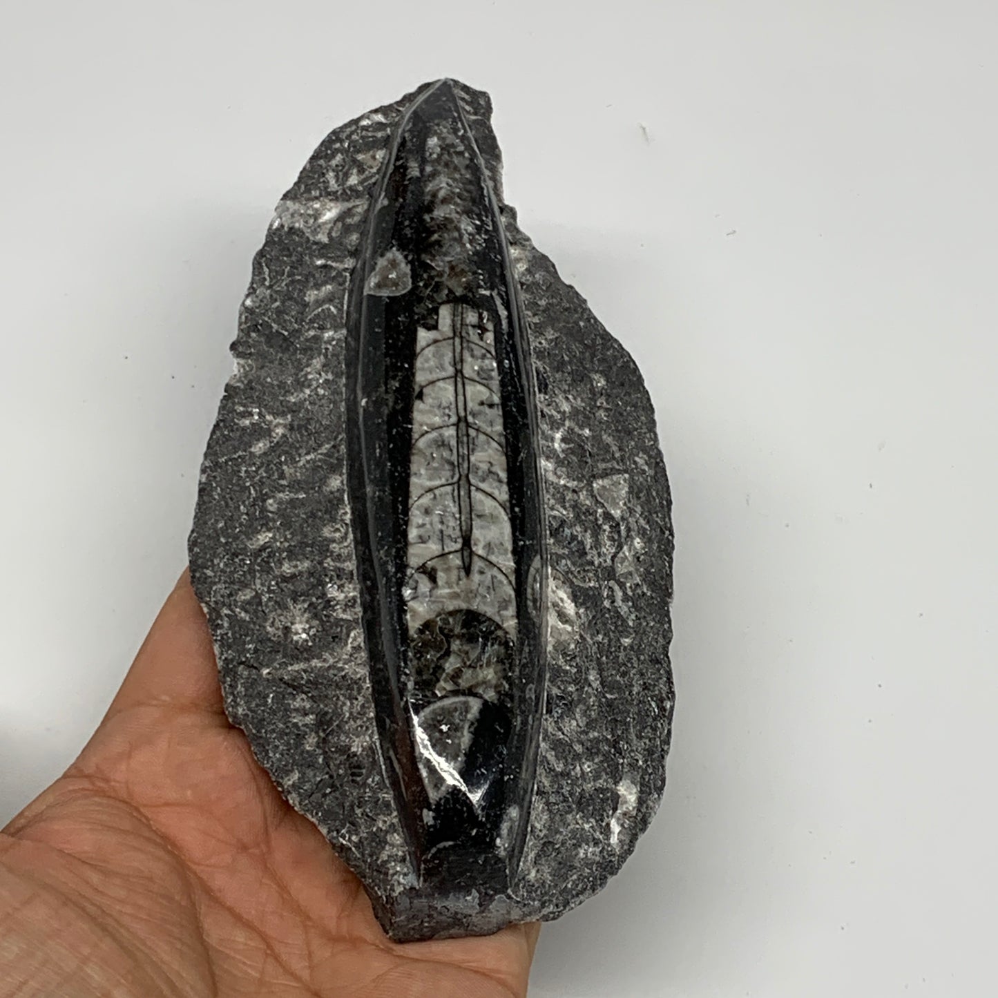 384.8g, 6"x3"x1.3" Fossils Orthoceras (straight horn) SQUID @Morocco, B23580