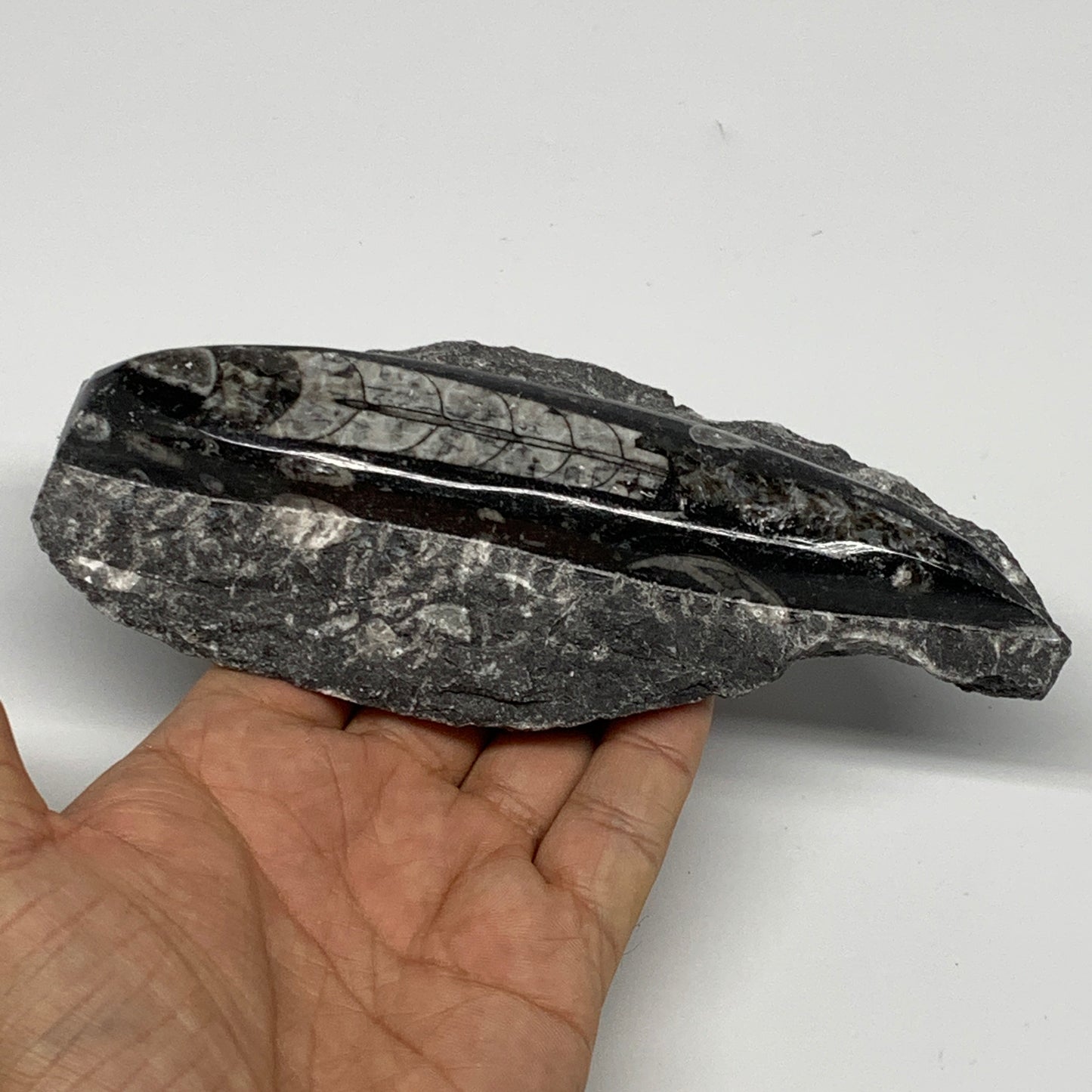 384.8g, 6"x3"x1.3" Fossils Orthoceras (straight horn) SQUID @Morocco, B23580