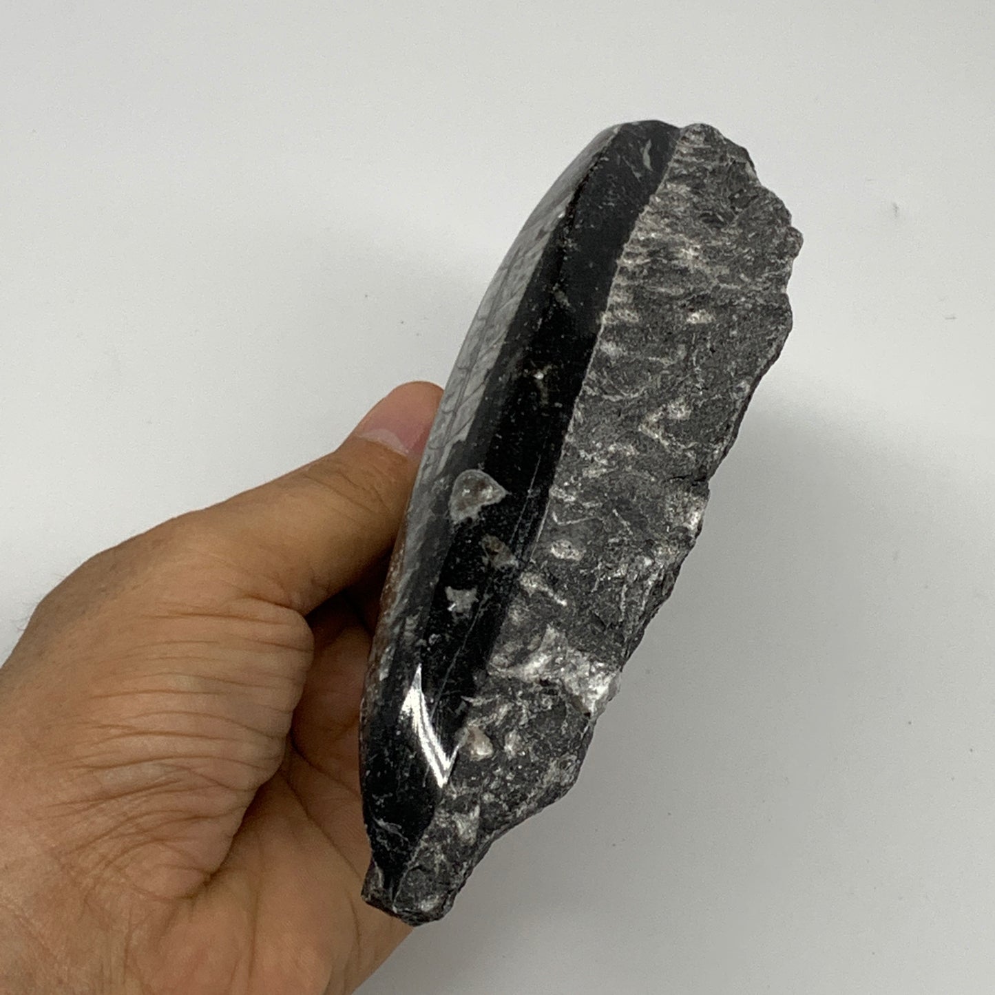 384.8g, 6"x3"x1.3" Fossils Orthoceras (straight horn) SQUID @Morocco, B23580