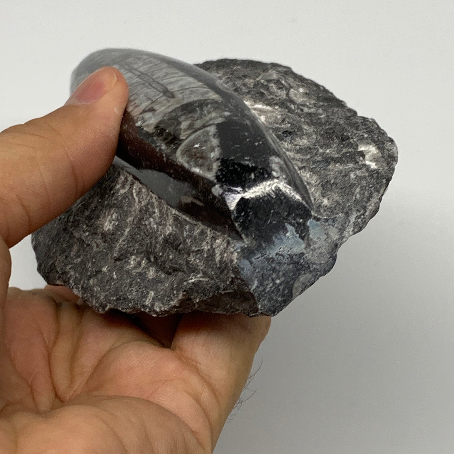 384.8g, 6"x3"x1.3" Fossils Orthoceras (straight horn) SQUID @Morocco, B23580