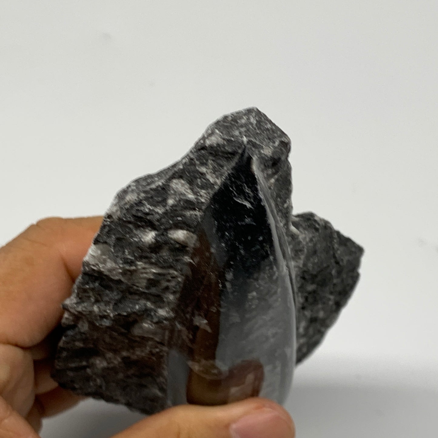 384.8g, 6"x3"x1.3" Fossils Orthoceras (straight horn) SQUID @Morocco, B23580