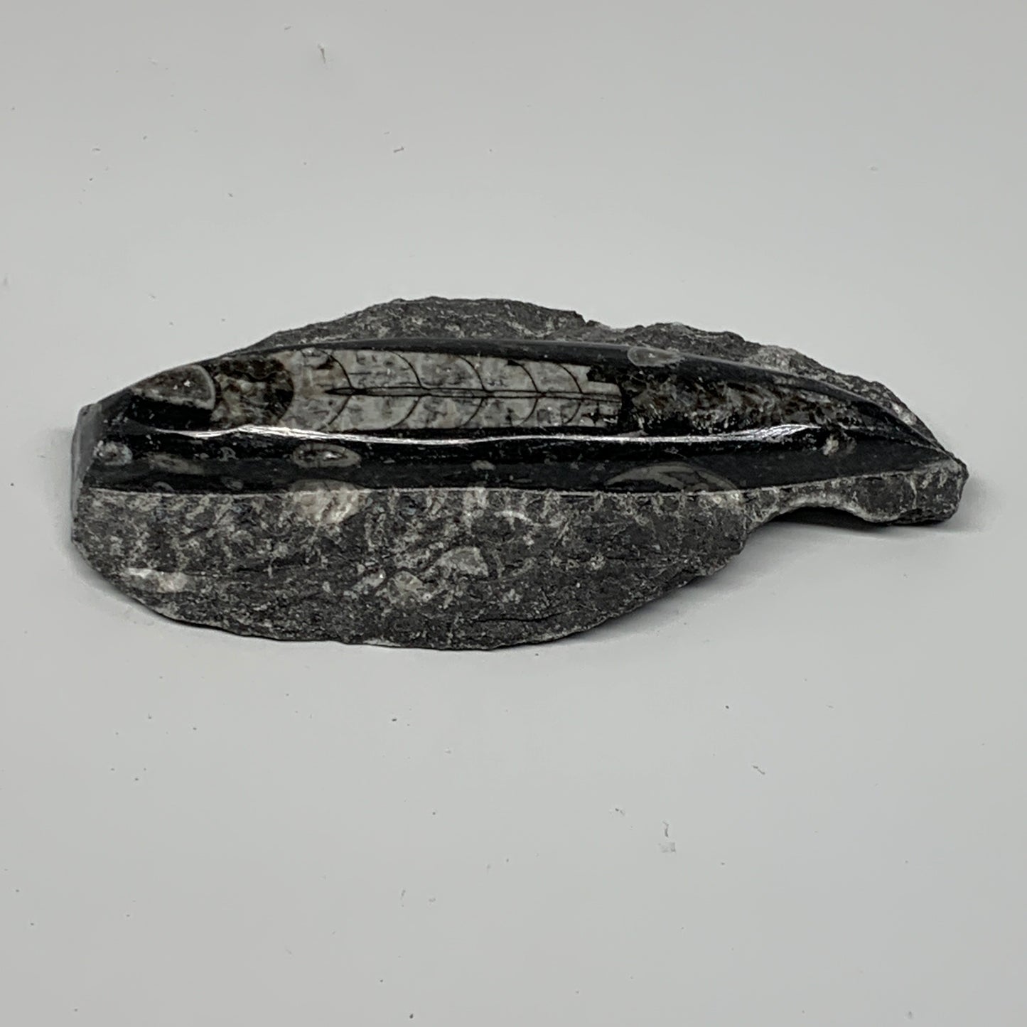 384.8g, 6"x3"x1.3" Fossils Orthoceras (straight horn) SQUID @Morocco, B23580