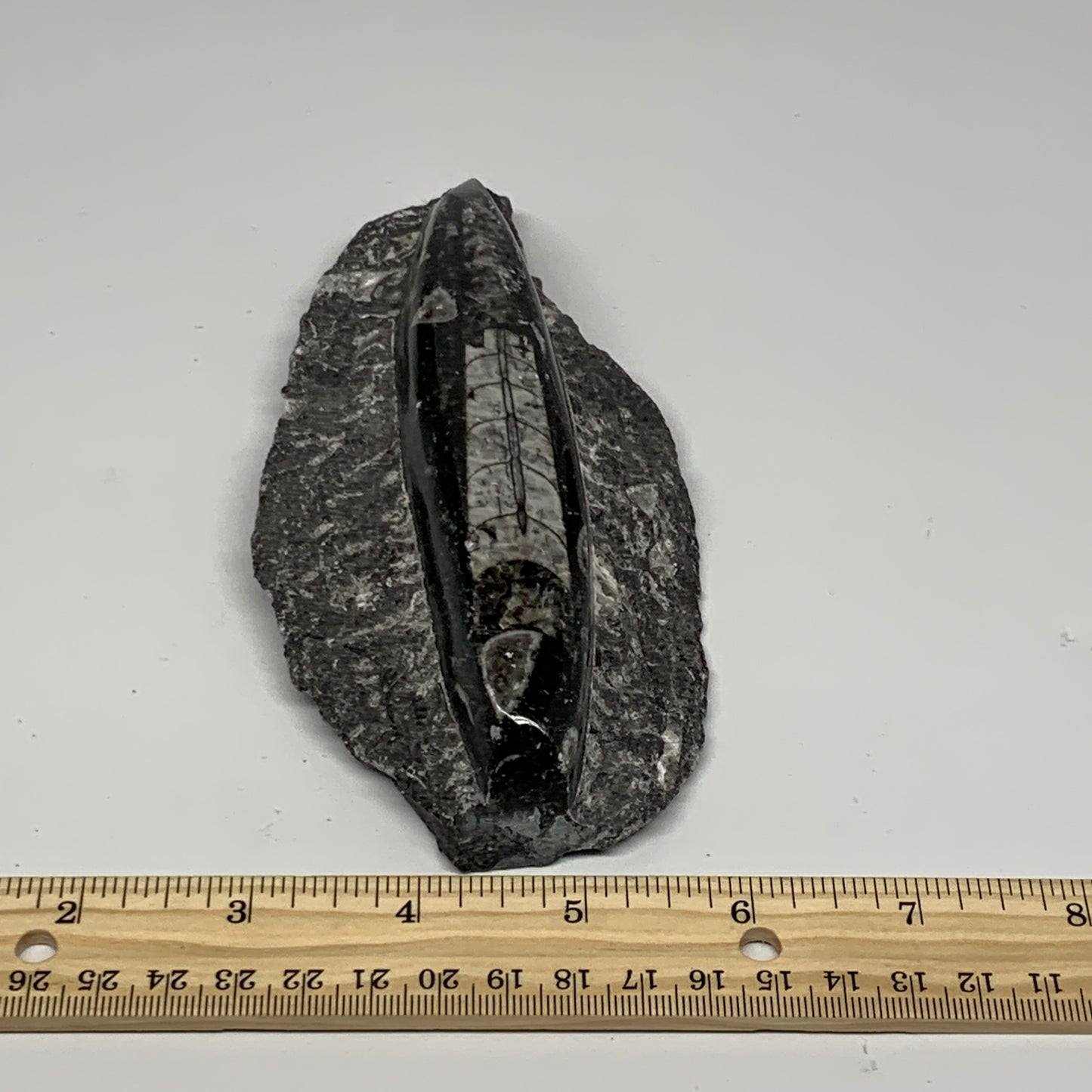 384.8g, 6"x3"x1.3" Fossils Orthoceras (straight horn) SQUID @Morocco, B23580