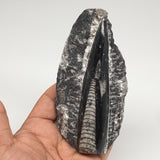 232g,4.7"x2.2"x1.2" Fossils Orthoceras (straight horn) SQUID @Morocco, MF1725