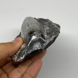 317.3g, 5.8"x3.1"x1.1" Fossils Orthoceras (straight horn) SQUID @Morocco, B23583