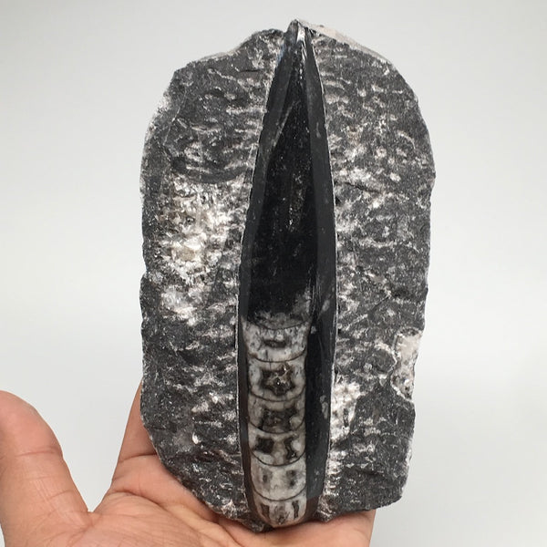 380g,5.8"x3.1"x1" Fossils Orthoceras (straight horn) SQUID @Morocco, MF1732