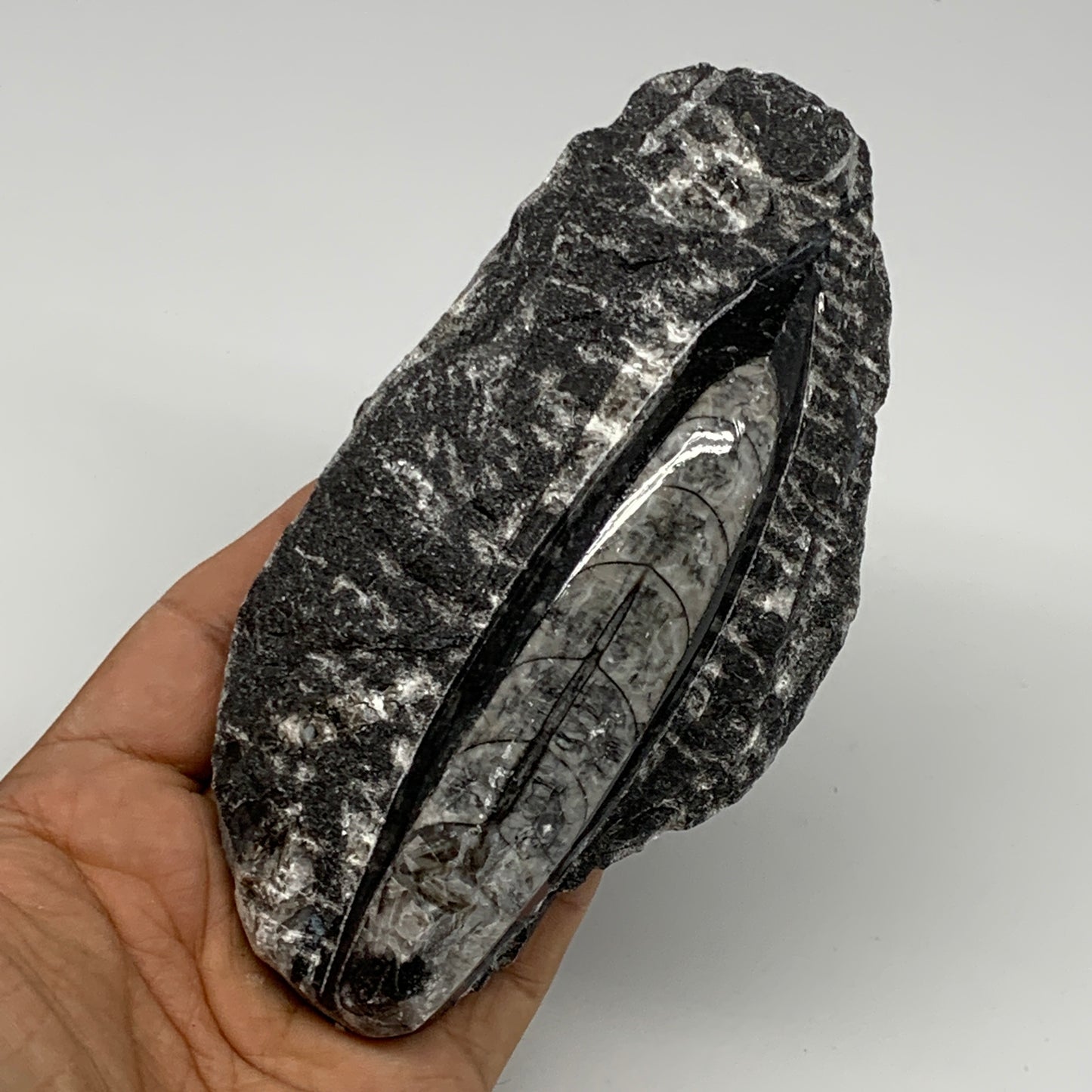 301.8g, 5.4"x2.7"x1.1" Fossils Orthoceras (straight horn) SQUID @Morocco, B23589