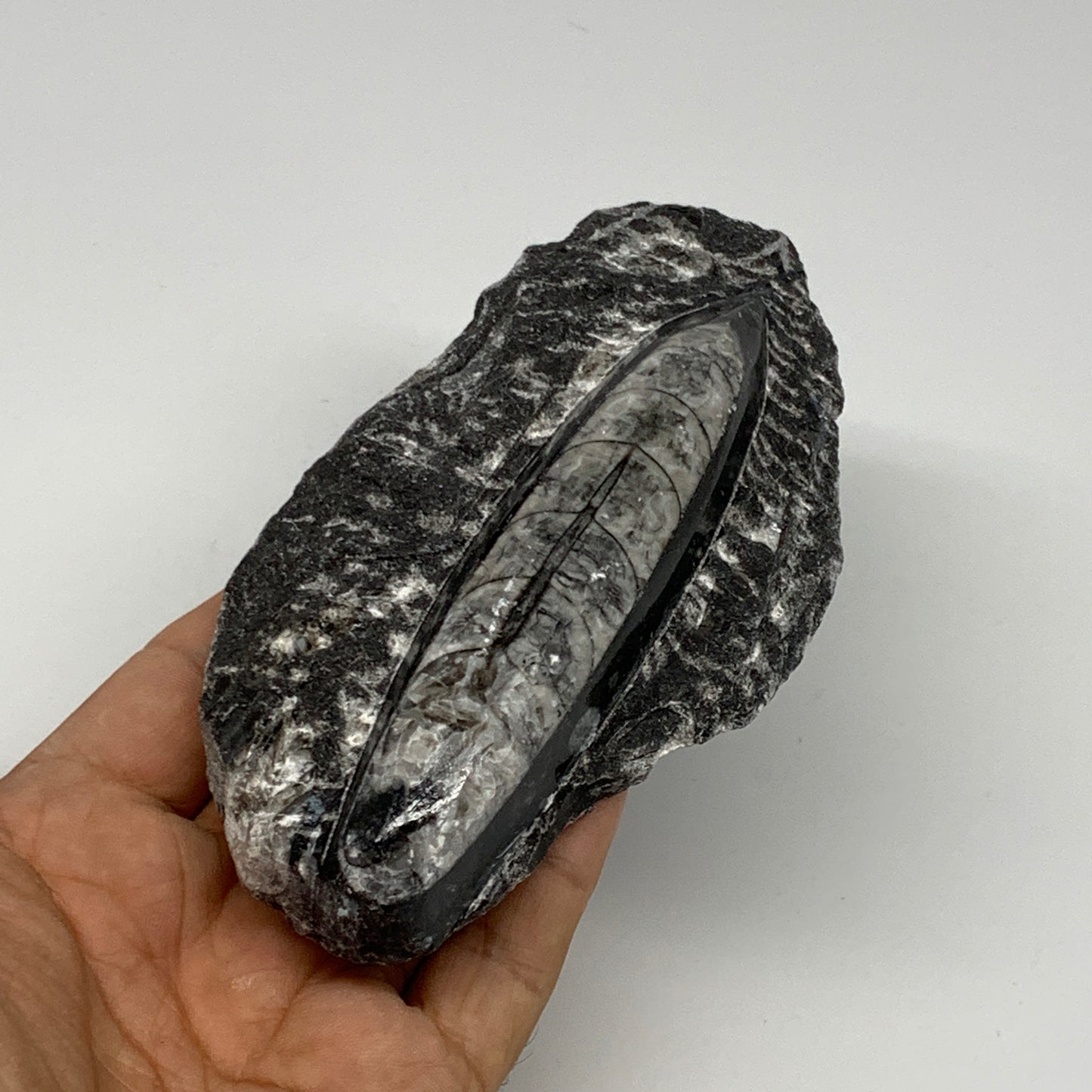 301.8g, 5.4"x2.7"x1.1" Fossils Orthoceras (straight horn) SQUID @Morocco, B23589