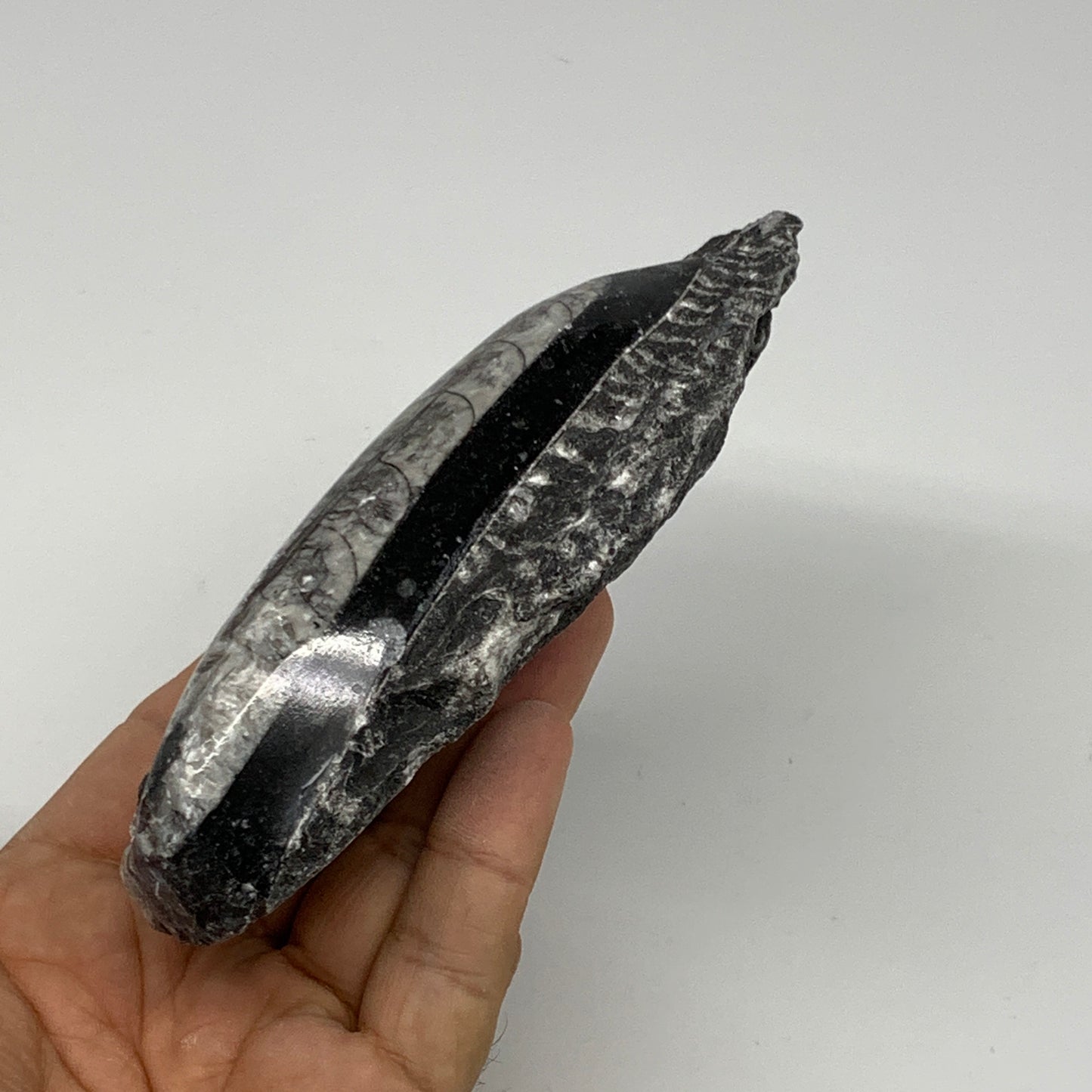 301.8g, 5.4"x2.7"x1.1" Fossils Orthoceras (straight horn) SQUID @Morocco, B23589