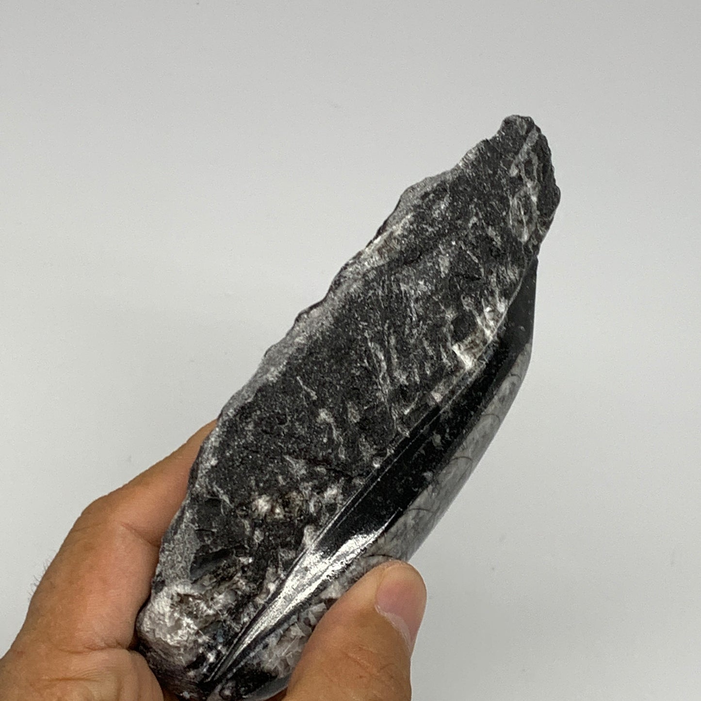 301.8g, 5.4"x2.7"x1.1" Fossils Orthoceras (straight horn) SQUID @Morocco, B23589