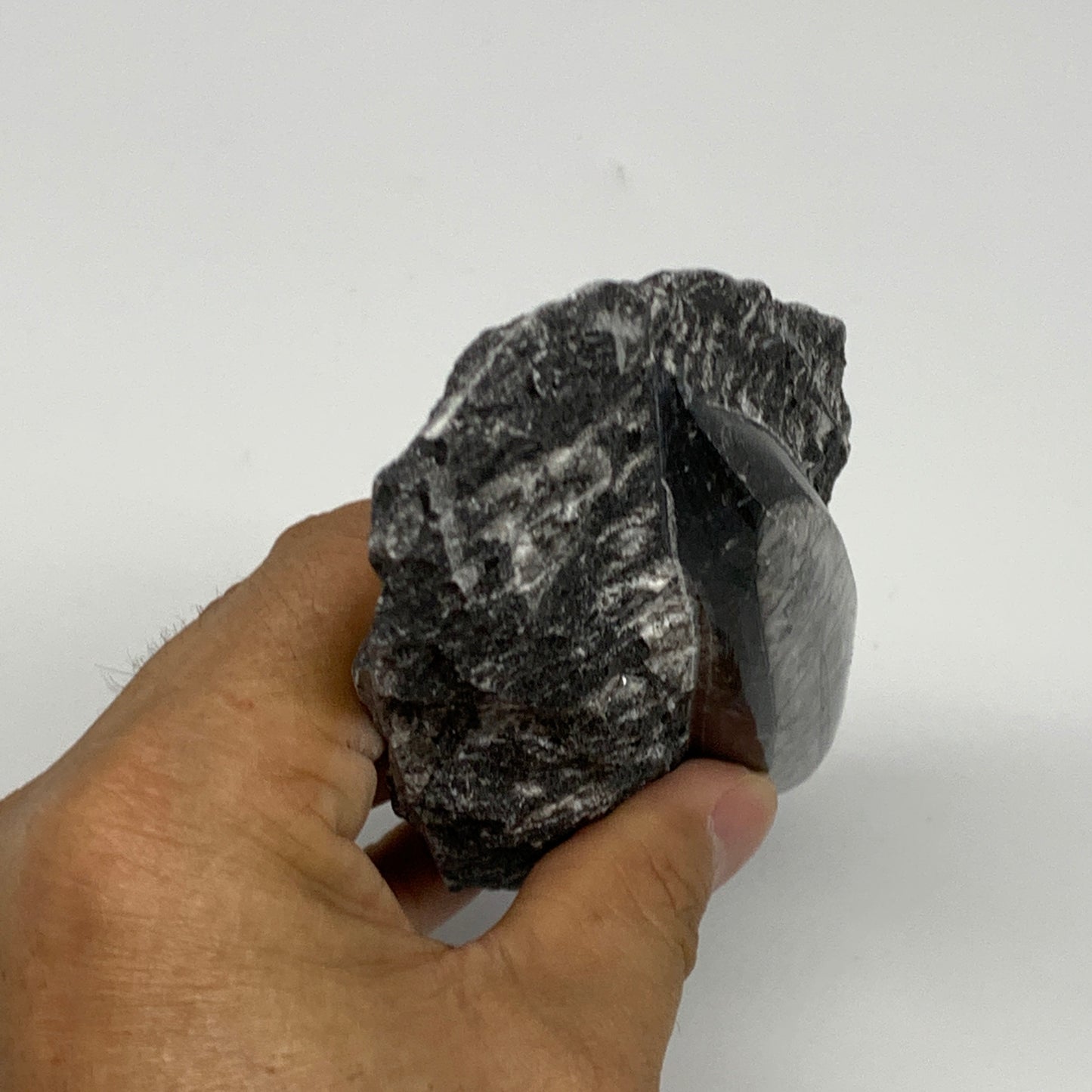 301.8g, 5.4"x2.7"x1.1" Fossils Orthoceras (straight horn) SQUID @Morocco, B23589