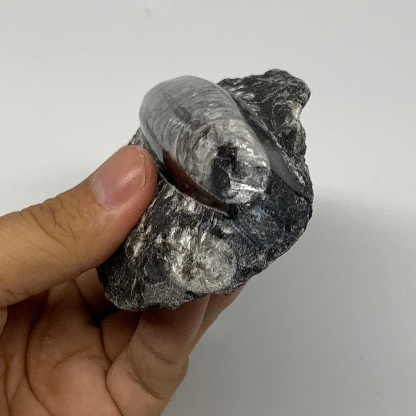 301.8g, 5.4"x2.7"x1.1" Fossils Orthoceras (straight horn) SQUID @Morocco, B23589